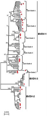 Bovine viral diarrhea virus in China: A comparative genomic and phylogenetic analysis with complete genome sequences